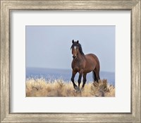 Framed Cherokee - S Steens Wild Stallion