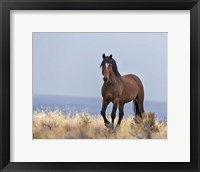 Framed Cherokee - S Steens Wild Stallion