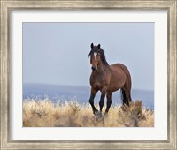 Framed Cherokee - S Steens Wild Stallion