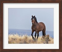 Framed Cherokee - S Steens Wild Stallion