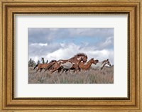 Framed South Steens Mustangs