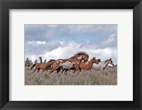 Framed South Steens Mustangs