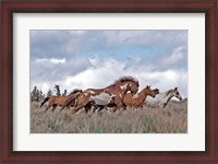 Framed South Steens Mustangs