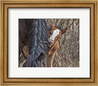 Framed Ochoco Wild Foal - Big Summit HMA