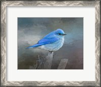 Framed Mountain Bluebird