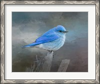 Framed Mountain Bluebird