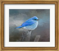 Framed Mountain Bluebird