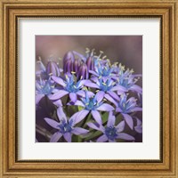 Framed Hyacine