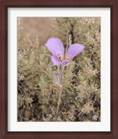 Framed Mariposa Lily