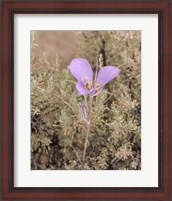 Framed Mariposa Lily