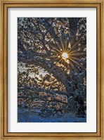 Framed New Years Steens Mountain Sunrise