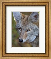 Framed Coyote