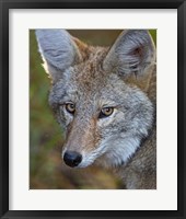 Framed Coyote
