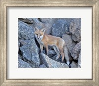 Framed Red Fox Kit I