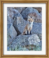 Framed Red Fox Kit II