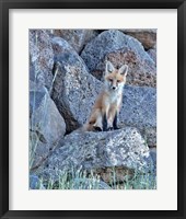 Framed Red Fox Kit II