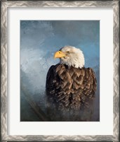 Framed Bald Eagle