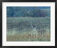 Framed Montana Whitetail Buck