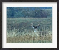 Framed Montana Whitetail Buck