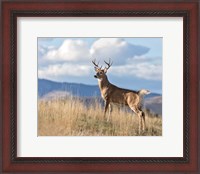 Framed Montana Whitetail Buck II