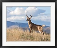 Framed Montana Whitetail Buck II