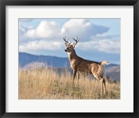 Framed Montana Whitetail Buck II