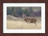 Framed Montana Whitetail Buck III