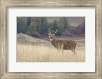 Framed Montana Whitetail Buck III