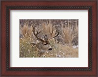 Framed Mule Deer Buck