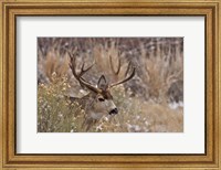 Framed Mule Deer Buck