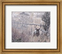 Framed Mule Deer Buck - Steens Mountain