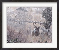 Framed Mule Deer Buck - Steens Mountain