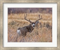 Framed Mule Deer Buck II