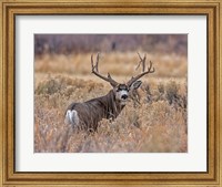 Framed Mule Deer Buck II