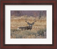 Framed Mule Deer Buck III