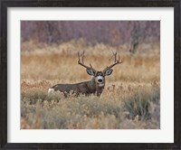 Framed Mule Deer Buck III