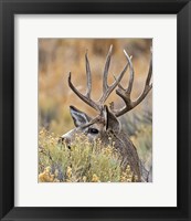 Framed Mule Deer Buck IV