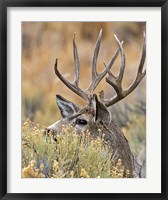 Framed Mule Deer Buck IV