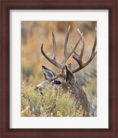 Framed Mule Deer Buck IV