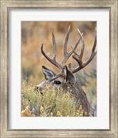 Framed Mule Deer Buck IV