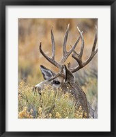 Framed Mule Deer Buck IV