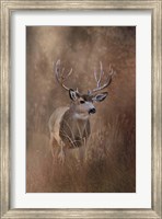 Framed Muley - Malheur