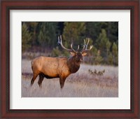 Framed Bull Elk