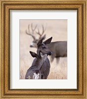 Framed Dark Mule Deer Doe
