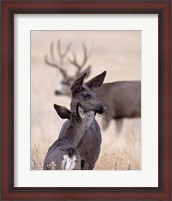Framed Dark Mule Deer Doe
