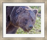 Framed Grizzly Bear Boar