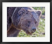 Framed Grizzly Bear Boar