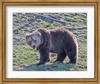 Framed Grizzly Bear Boar II