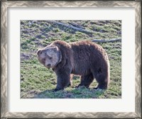 Framed Grizzly Bear Boar II