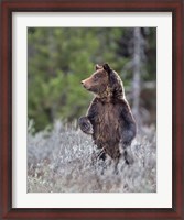 Framed Grizzly Two Year Old